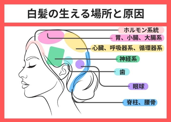 白髪の生える場所と原因