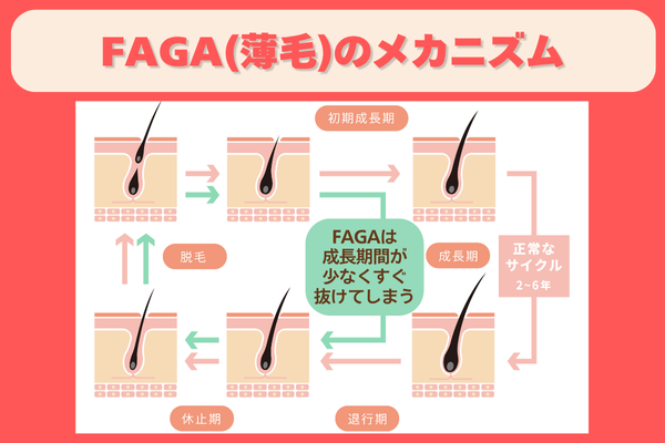 FAGAのメカニズム